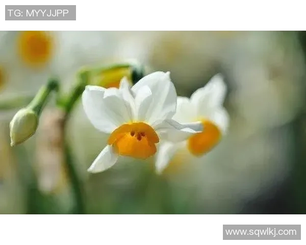 朴升智：从平凡到卓越的奋斗历程与人生哲学探讨